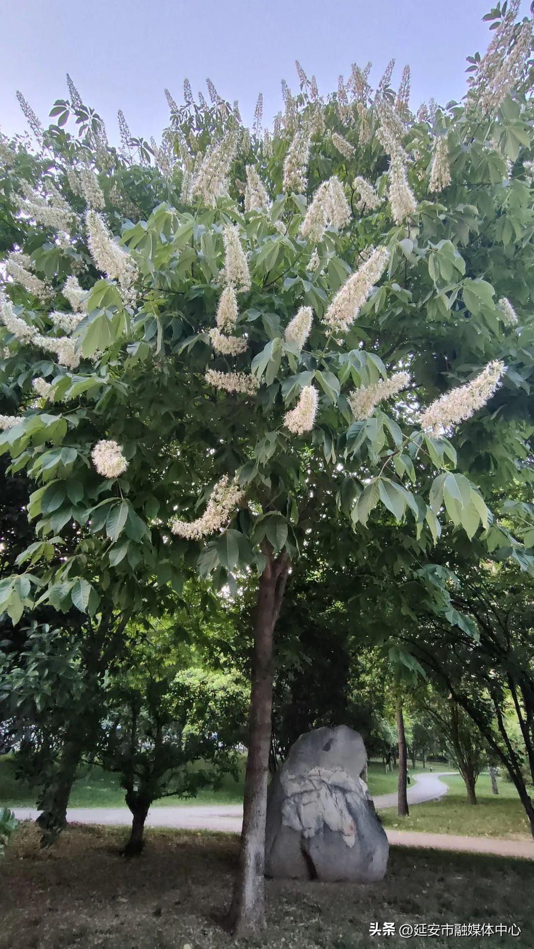 陕西宾馆迎来最佳观花赏景季节,陕西宾馆内景色
