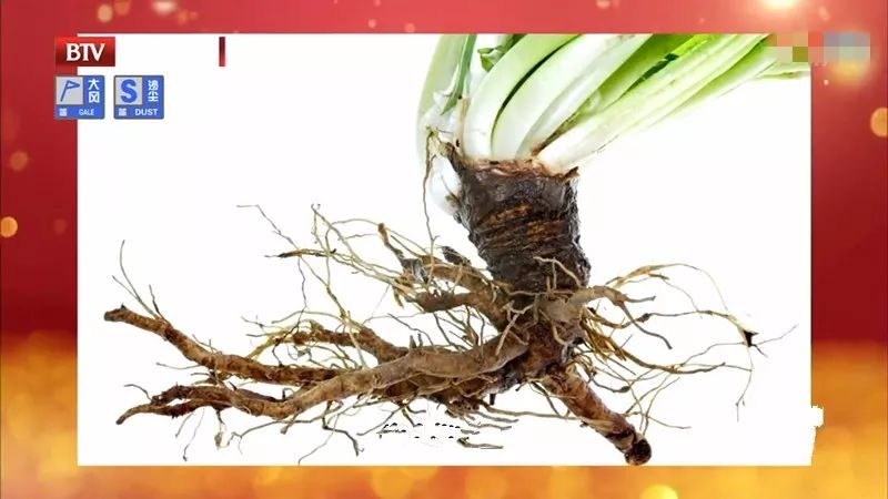 药草皇后蒲公英泡水竟然能抗癌,蒲公英十大功效