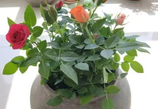 家里种的花有虫子有灭虫子方法吗,家里养的花除虫