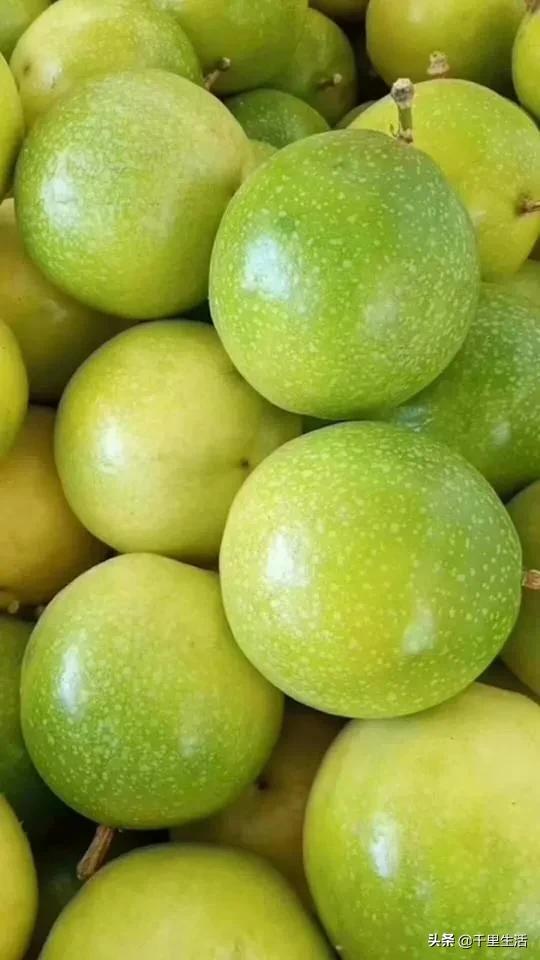 黄金百香果，“钦蜜9号”，百香果中的“爱马仕”，至爱非你莫属