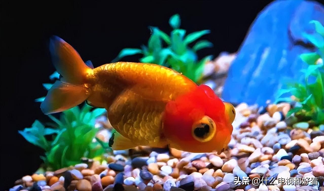 观赏鱼冬天怎么养能活,冬天鱼在鱼缸怎么办