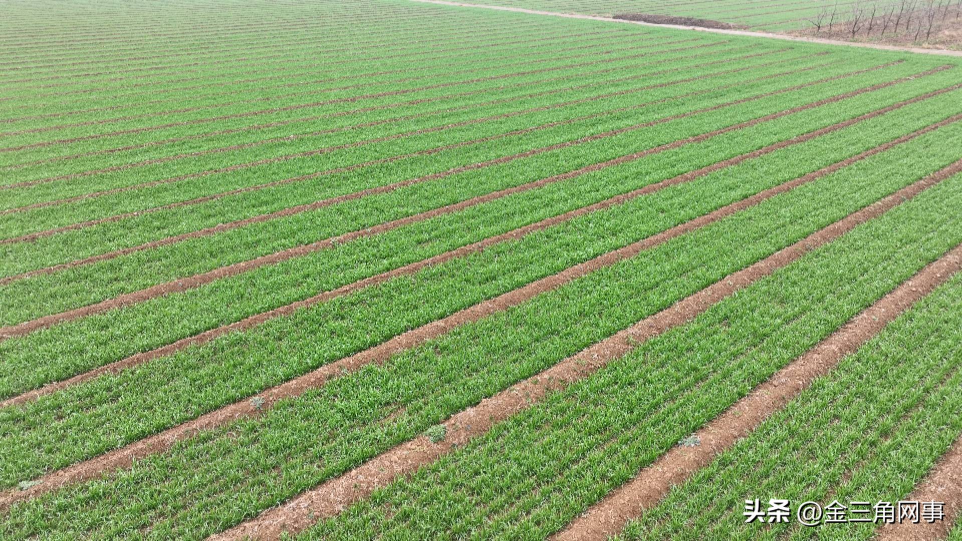 盐湖区金井乡农村,山西运城农业合作社运营模式