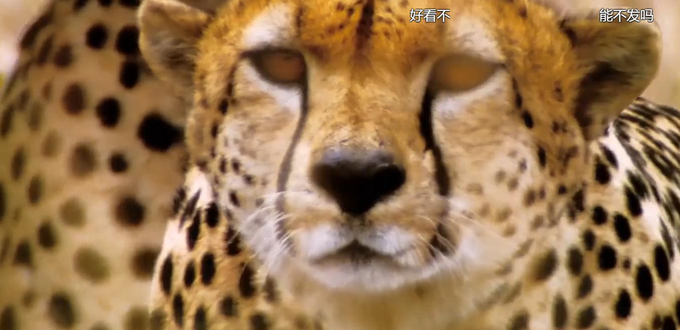 超体电影完整免费观看,超体电影国语普通话