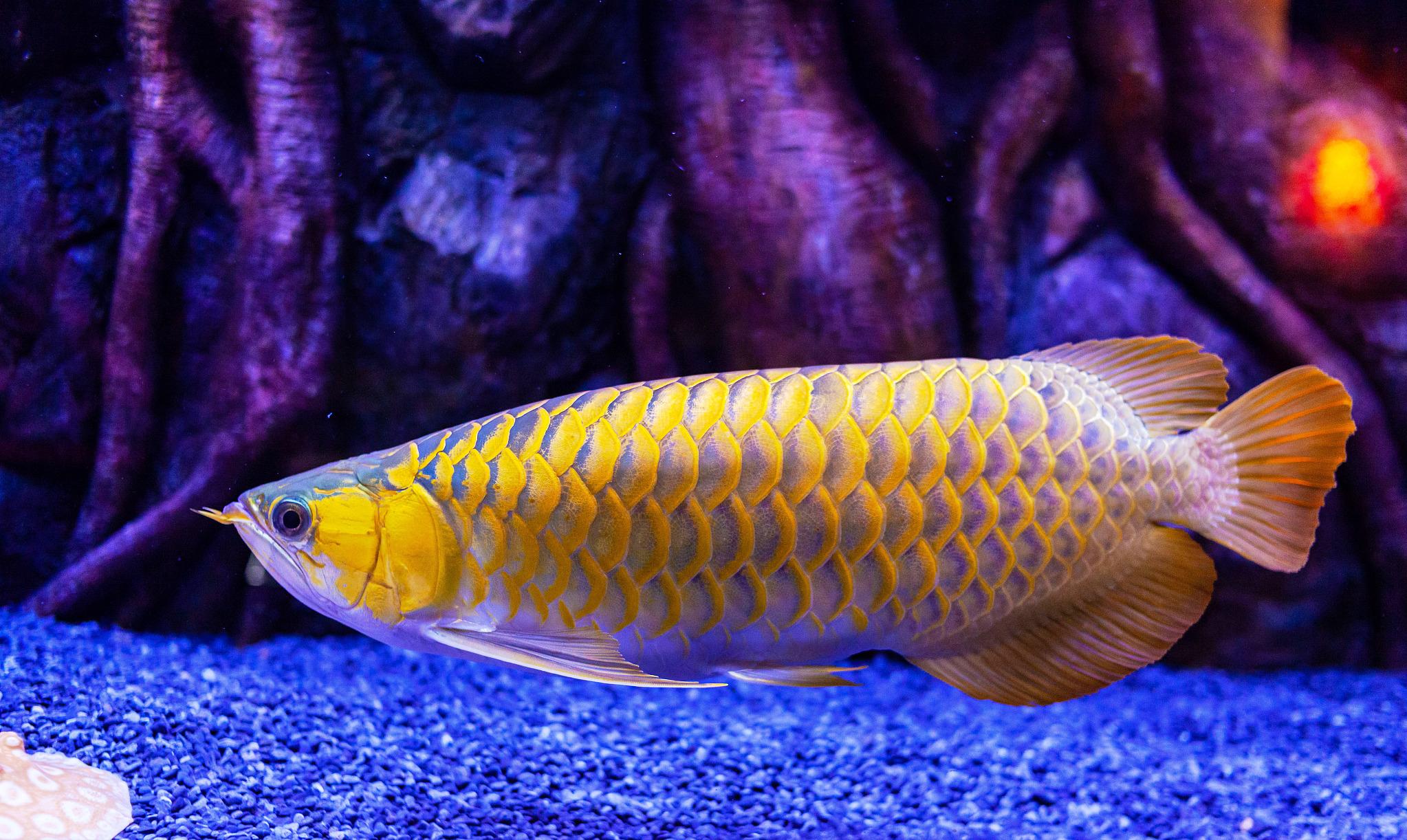 龙鱼尾巴有白点怎么回事呢,龙鱼尾巴上有白疙瘩是什么