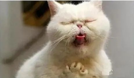 猫咪呕吐铲屎官的反应,猫咪总想呕吐但是吐不出来怎么办