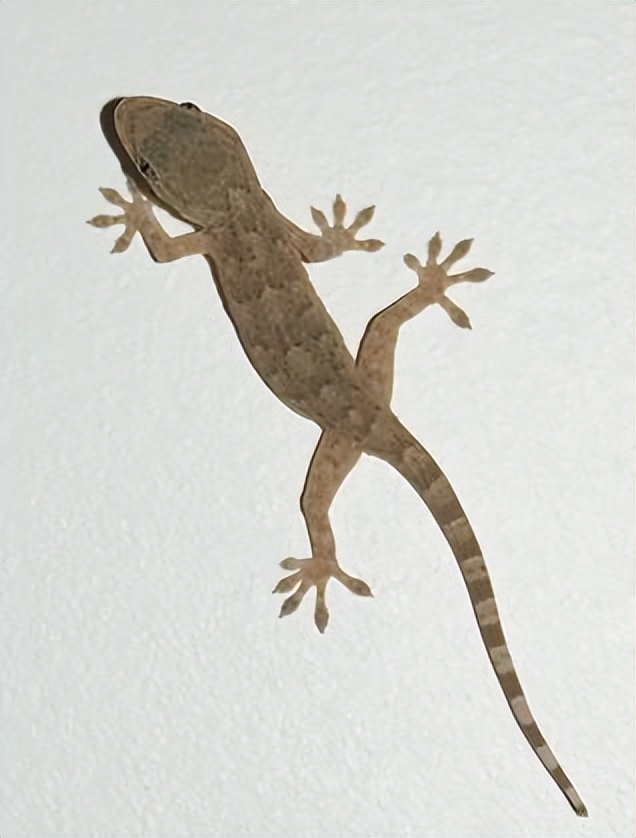 壁虎为何是五毒,壁虎为何被列入五毒之一