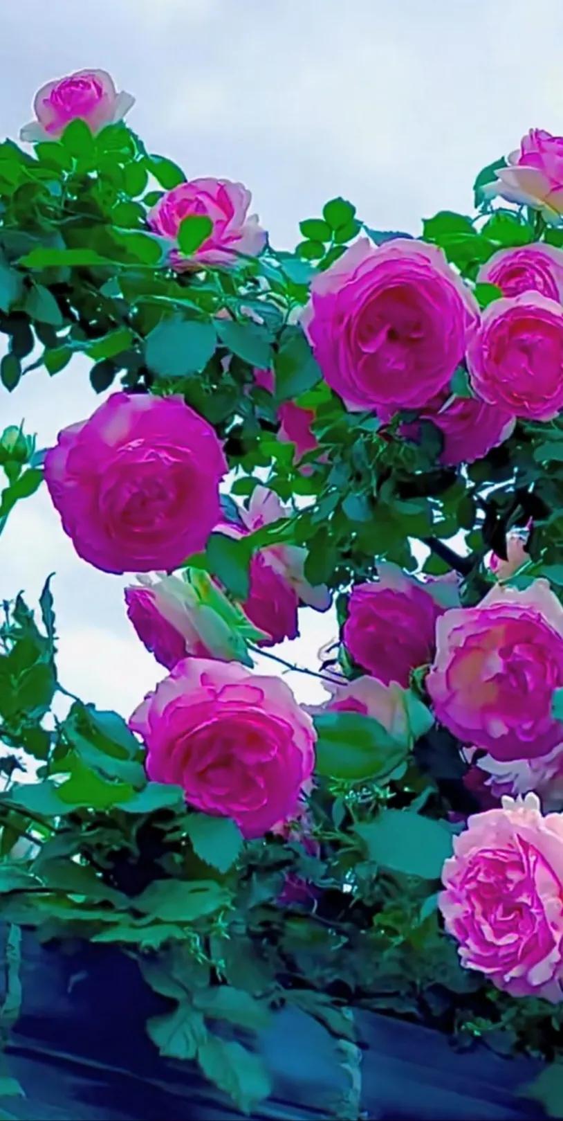 美到极致的月季花图片,仙气十足的月季花图片