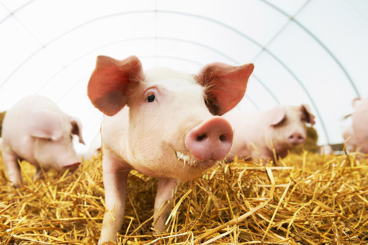 哺乳母猪不吃哺乳料了怎么办,哺乳母猪不吃食怎么办