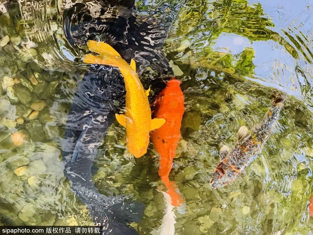 北京哪里风景美人少,北京哪里的园林秋景美