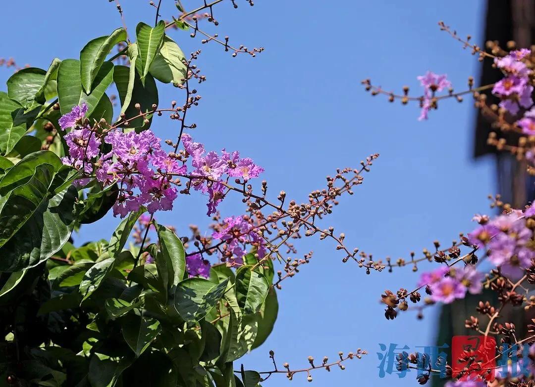大花紫薇枝叶,紫薇大花的照片