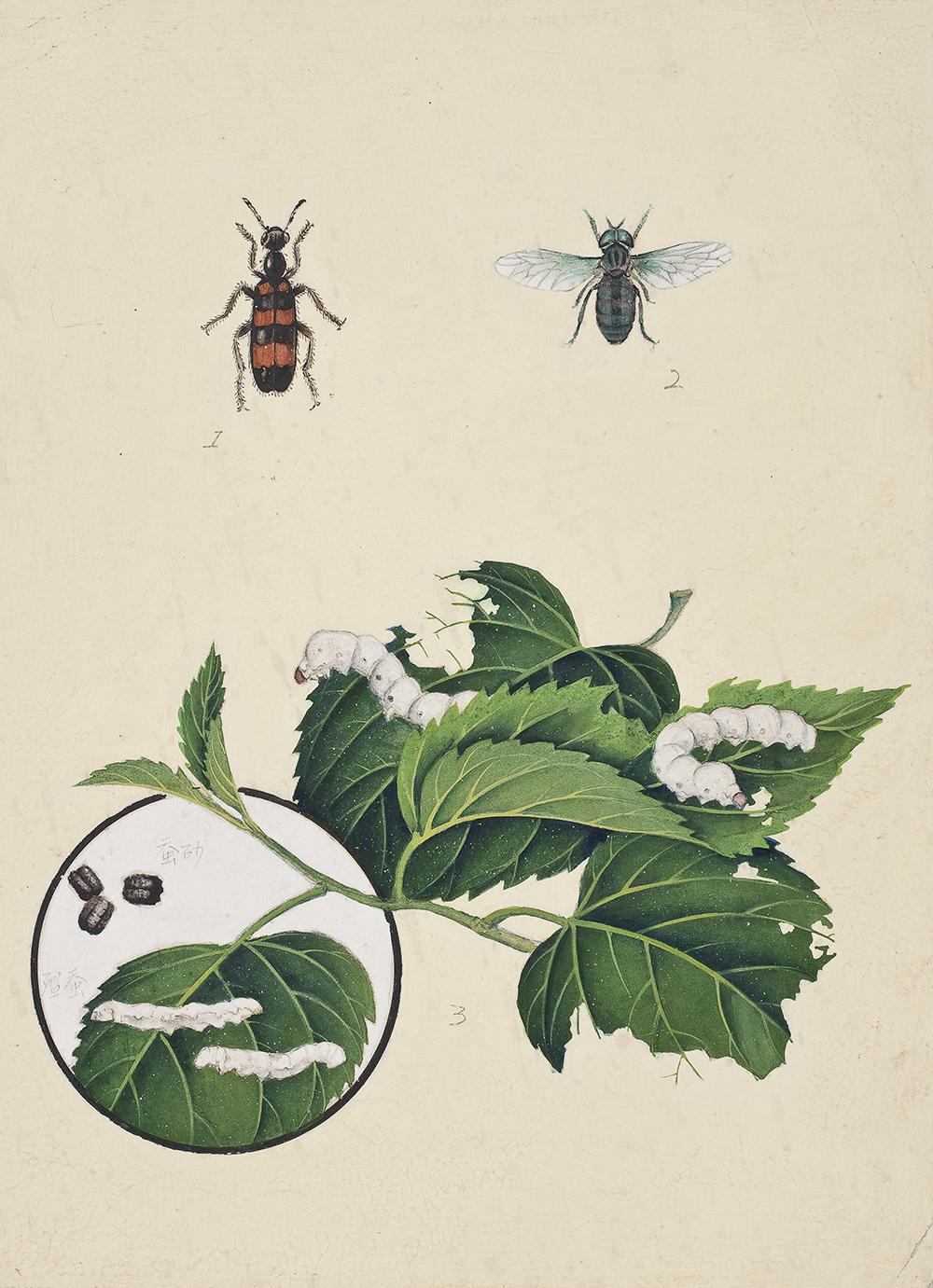 太原市迎泽区：区科技局联合区委宣传部、区科协和迎泽街道共同举办中草药图谱线上展览（动物篇）