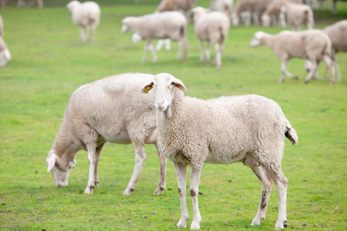 羊产后不吃食不反刍腹胀,羊产后不吃东西怎么办