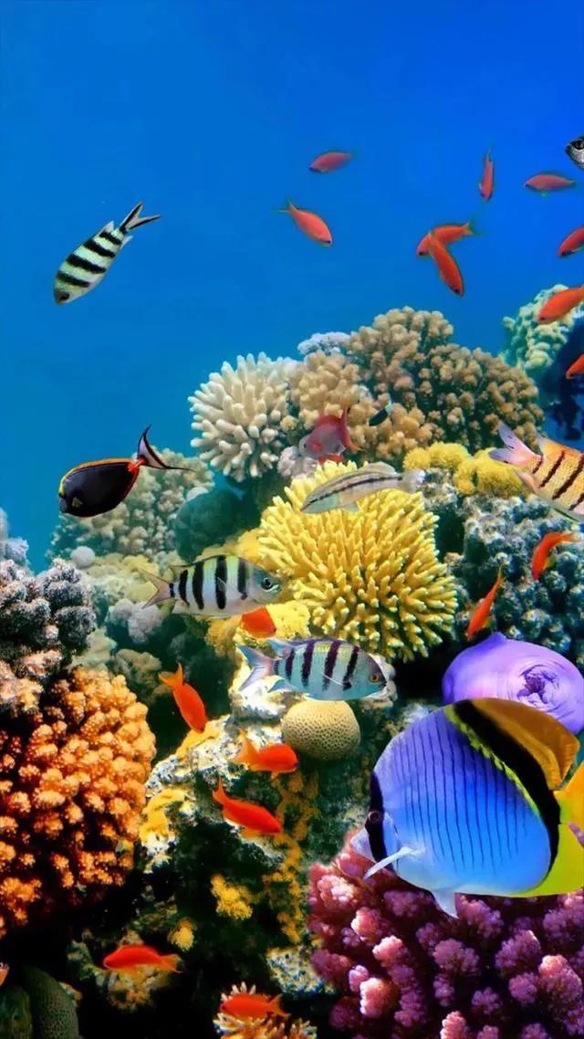 海底世界高清大图壁纸,手机动态海底世界鱼壁纸