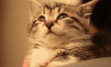 一按就灵！这5个猫咪身上的“奇妙开关”铲屎官按了没？