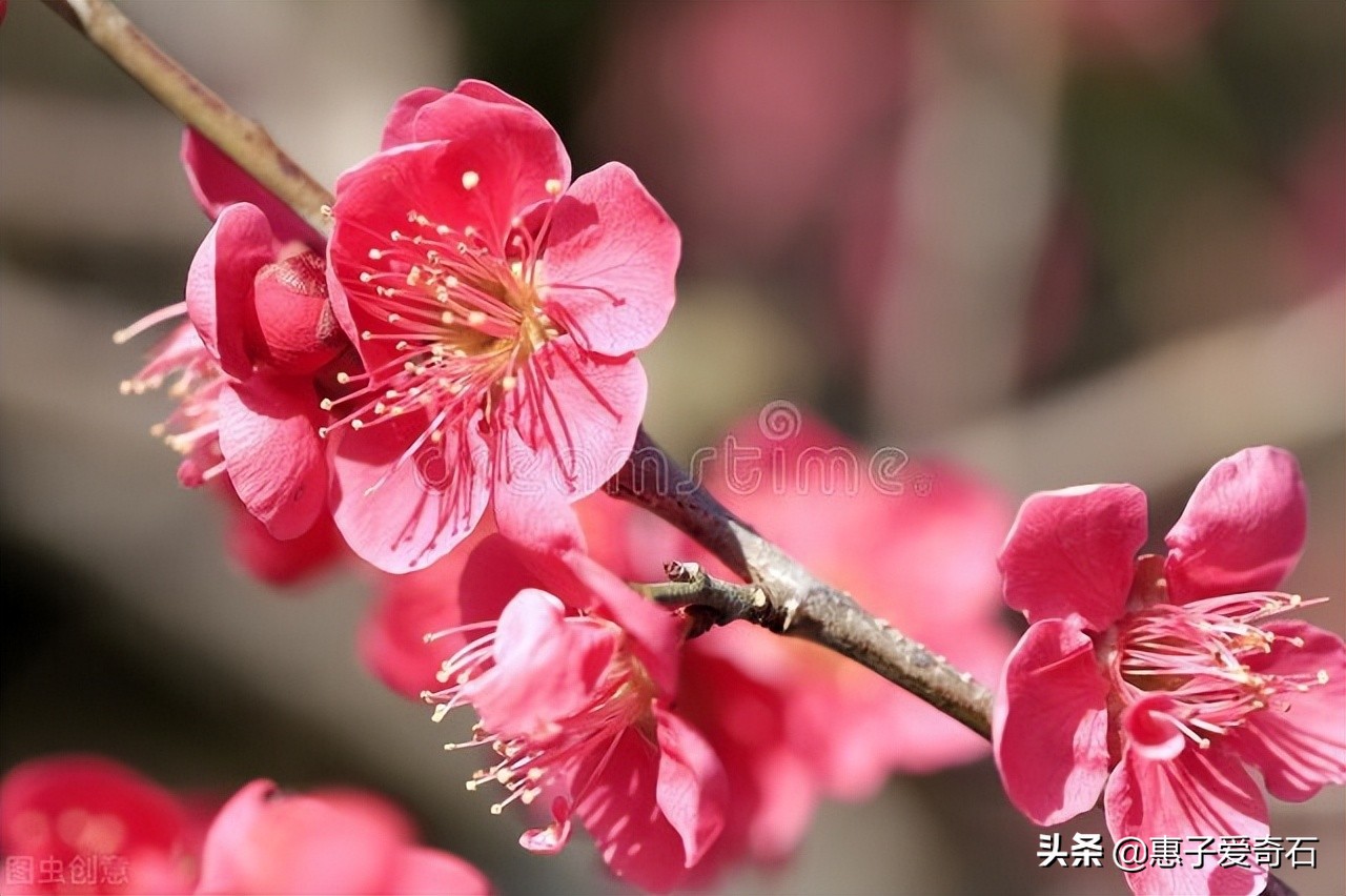 花中四君子经典诗句,关于花中四君子的四首诗