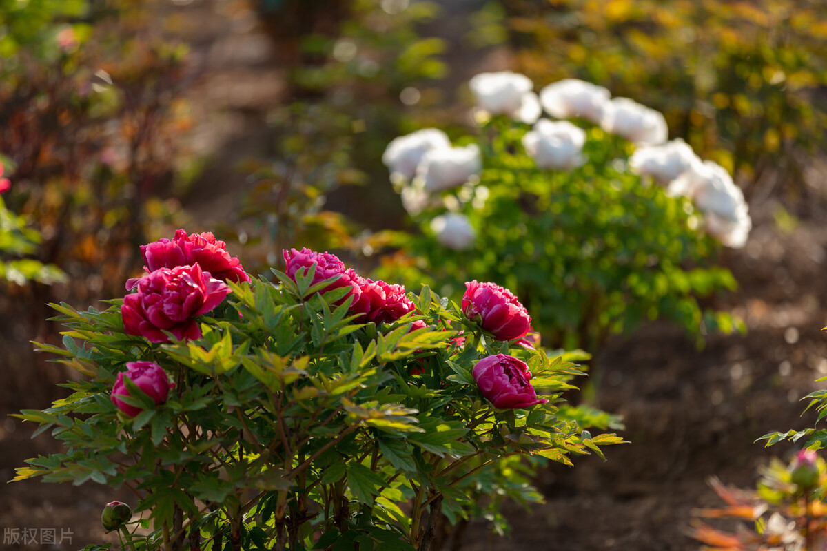 室外冻不死的十种花草,零下30度冻不死的露台植物