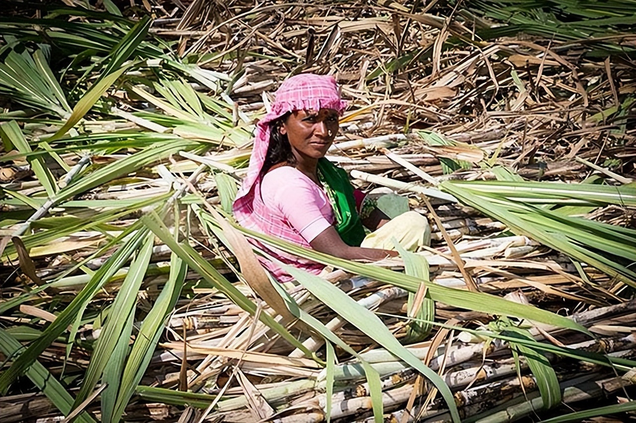 中国经济大发展，从巴西装1亿2000万斤白糖回国，印度要羡慕了