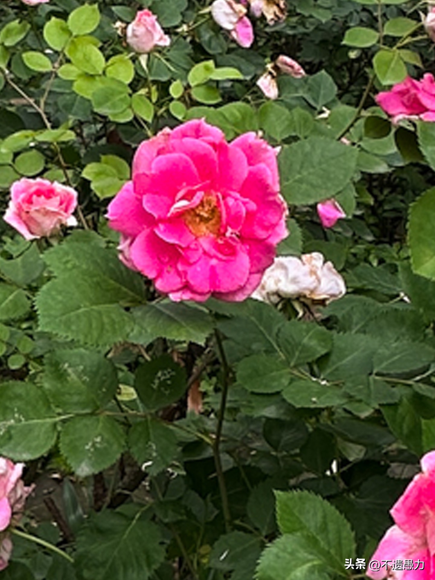 为什么现在手机摄像头越来越多,为什么手机摄像头越来越模糊了