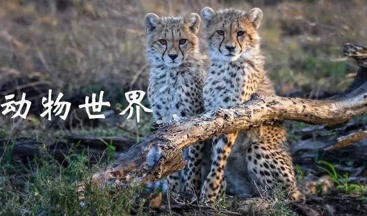 饶颖与赵忠祥的真实关系是怎样的,赵忠祥和饶颖的绯闻是真的吗