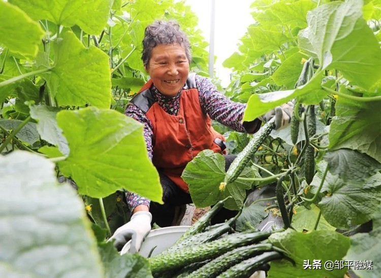 邹平市焦桥镇：坚持产业强镇发展质态持续优化