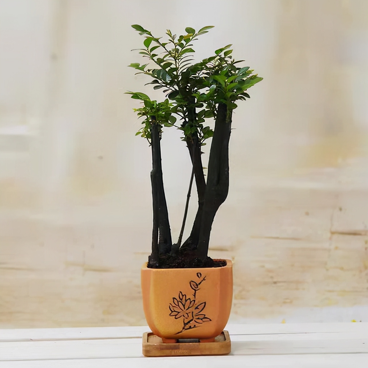 小叶紫檀盆栽的正确养殖方法,小叶紫檀盆栽养殖方法和注意事项