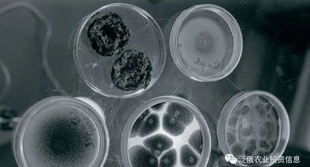 俄罗斯工业依赖进口,俄罗斯碳酸饮料现状