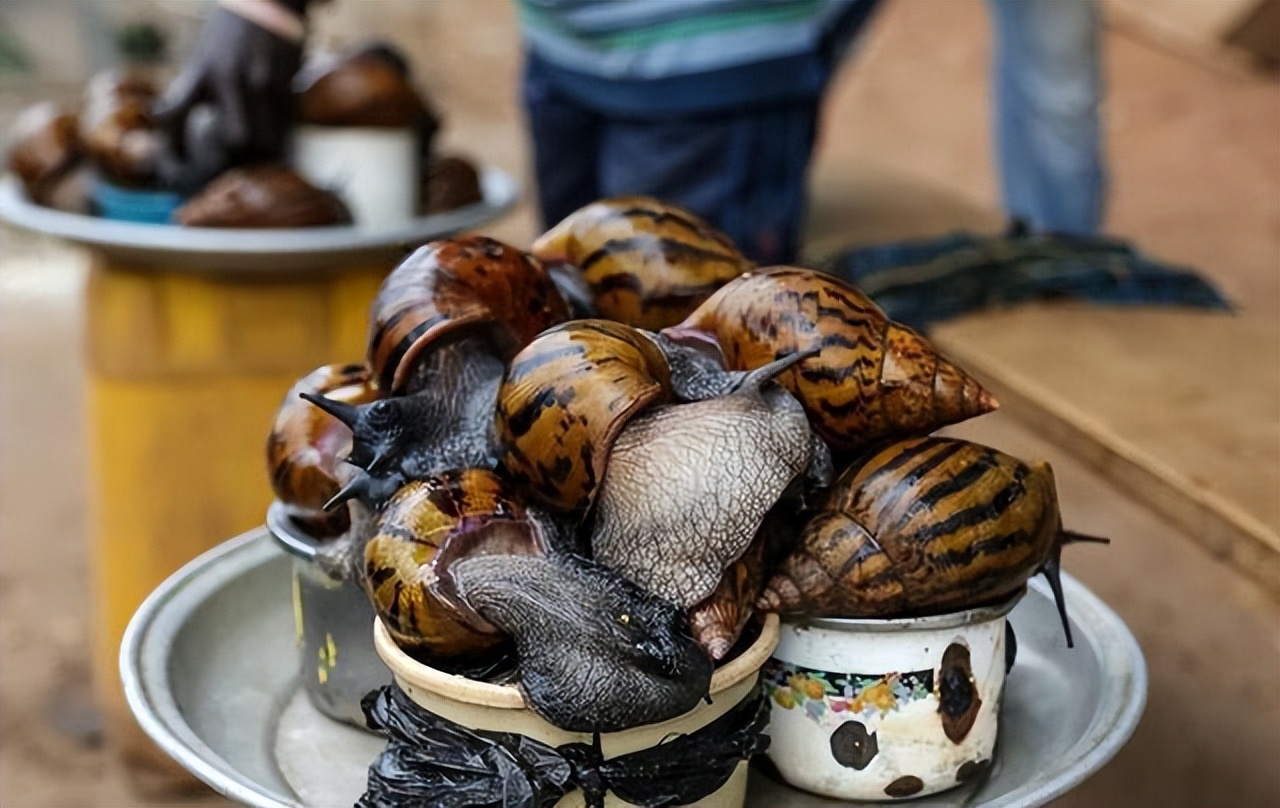 非洲入侵而来的大蜗牛，在我国泛滥成灾，吃货们却无从下嘴