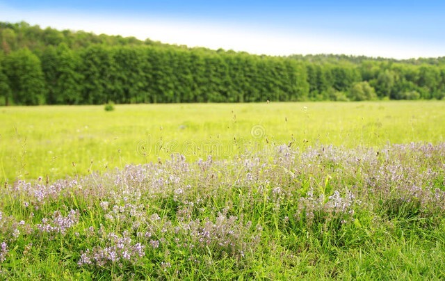 suppose有什么考点,suppose的考点及用法