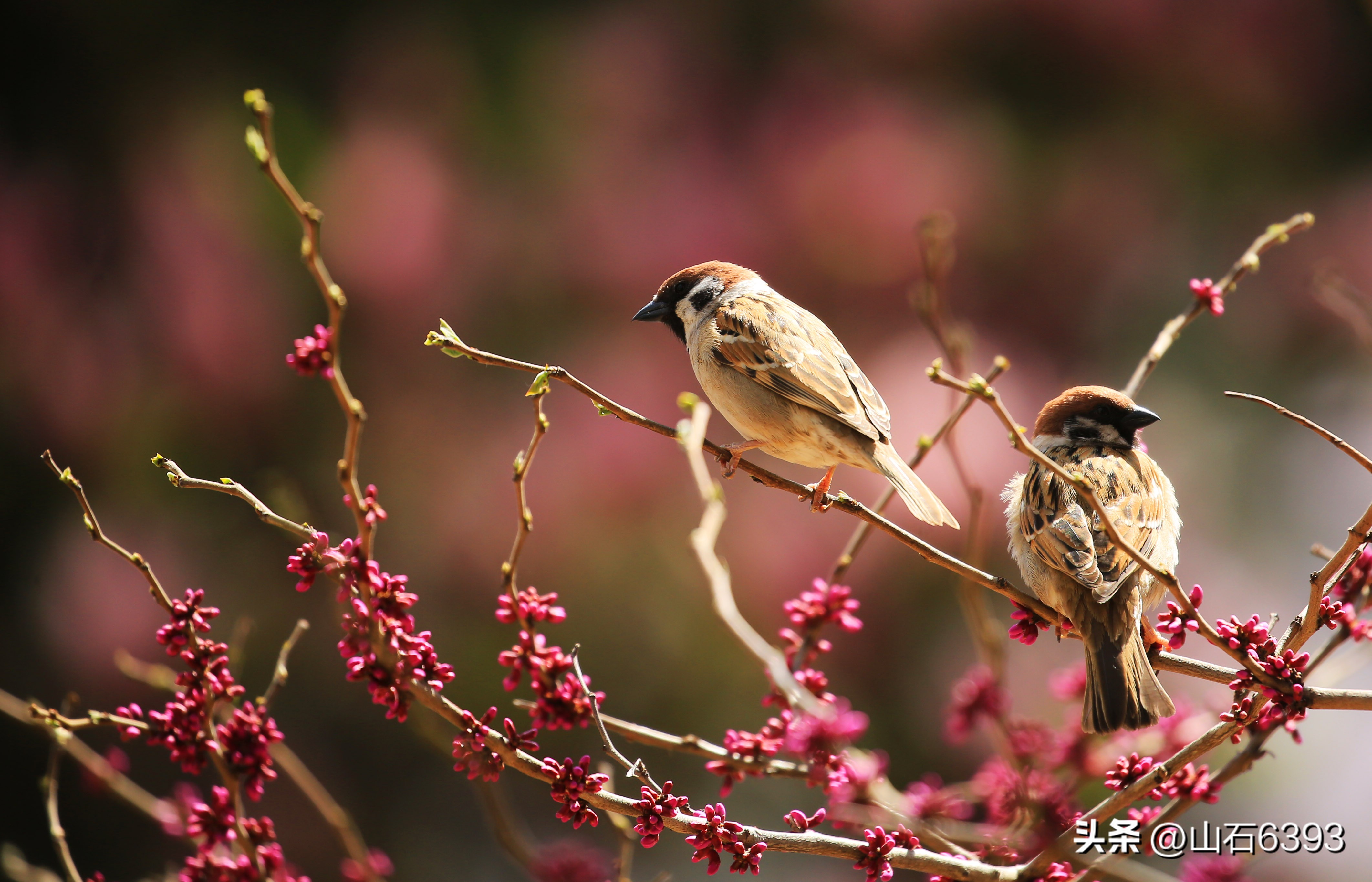 【战友美文】于天松：《麻雀，我爱你》（诗）
