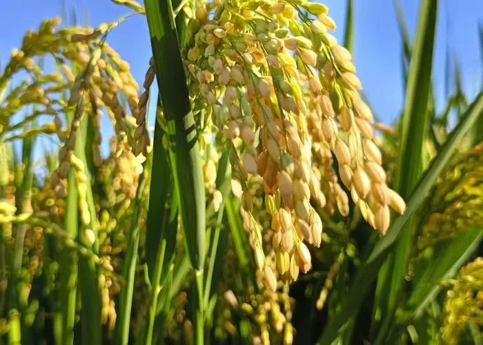 杨立元||小镇传奇之杠头