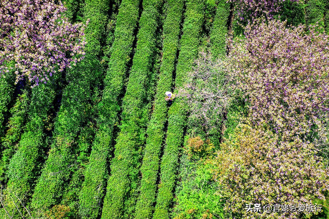 武汉黄陂茶谷风景区,武汉市黄陂区后花园