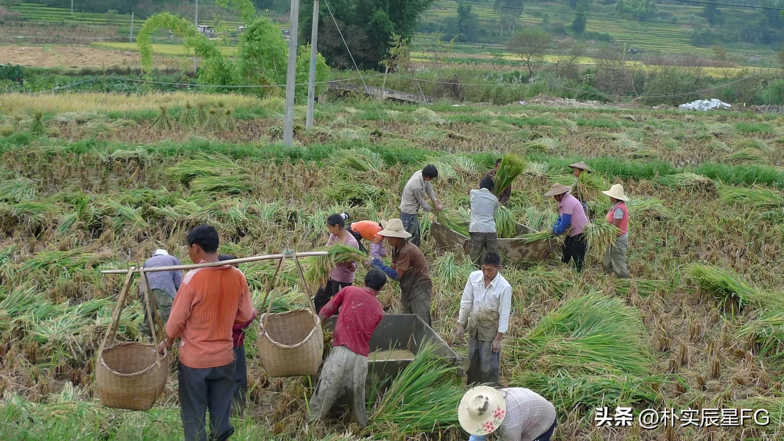 教育振兴与乡村振兴,乡村振兴产业振兴