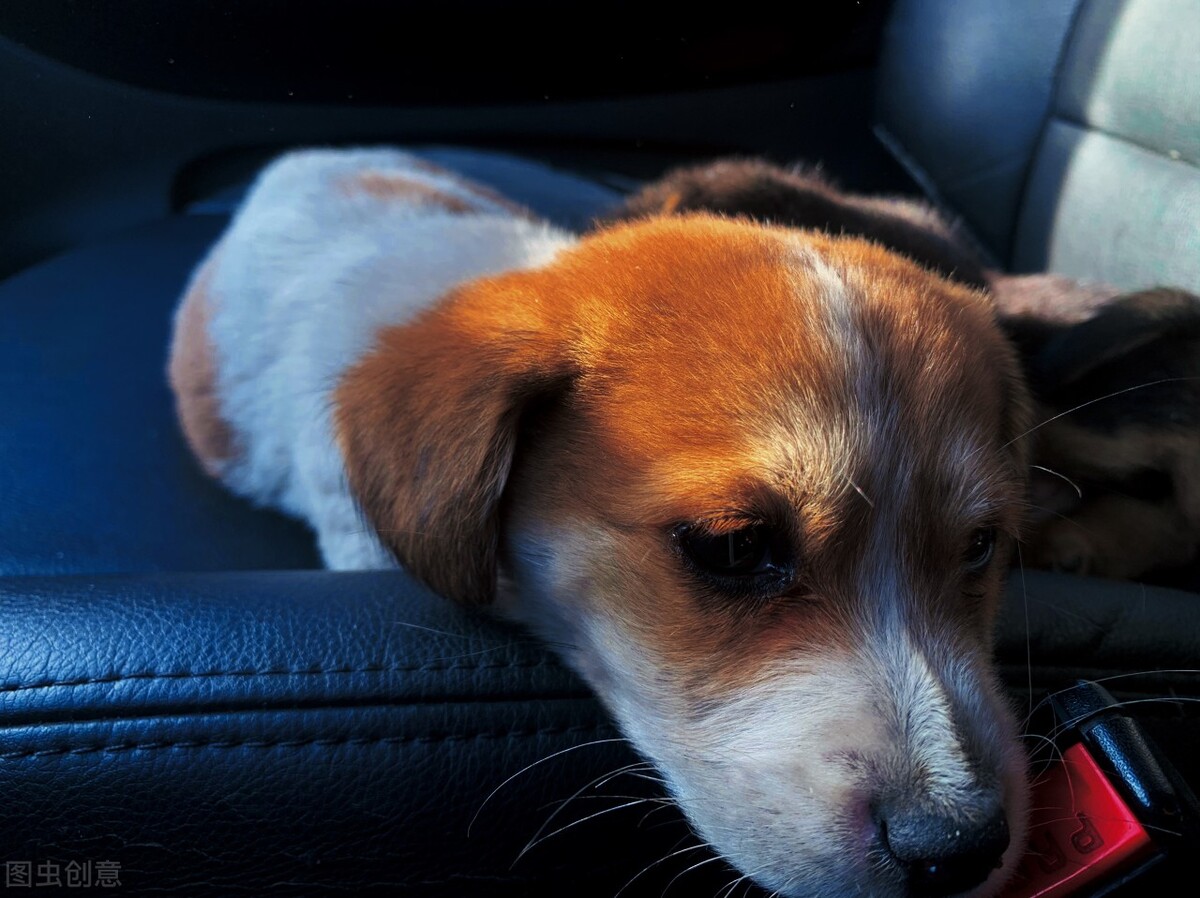 狗狗拉稀不吃饭没精神吃什么药,狗狗拉稀不吃不喝