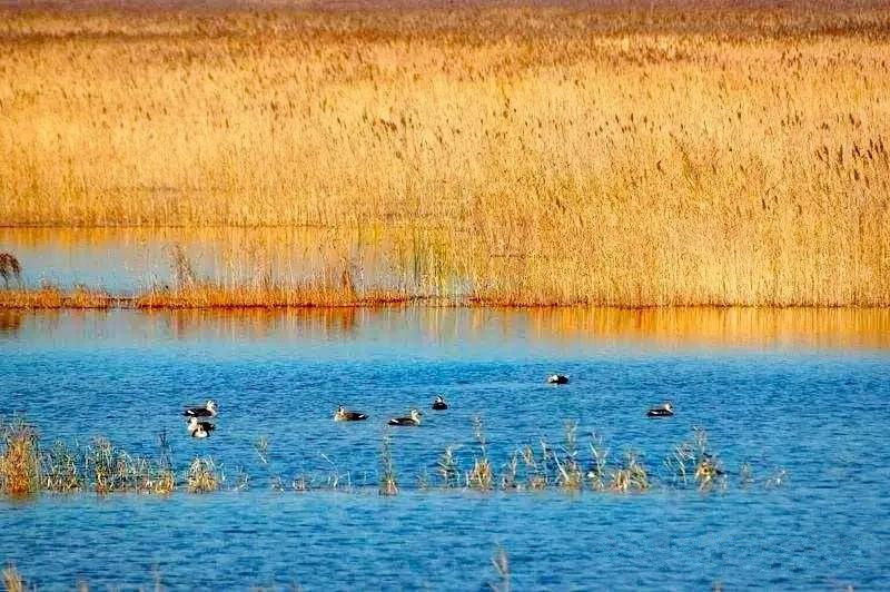 团泊洼的秋天的阅读感悟,团泊洼的秋天朗诵视频