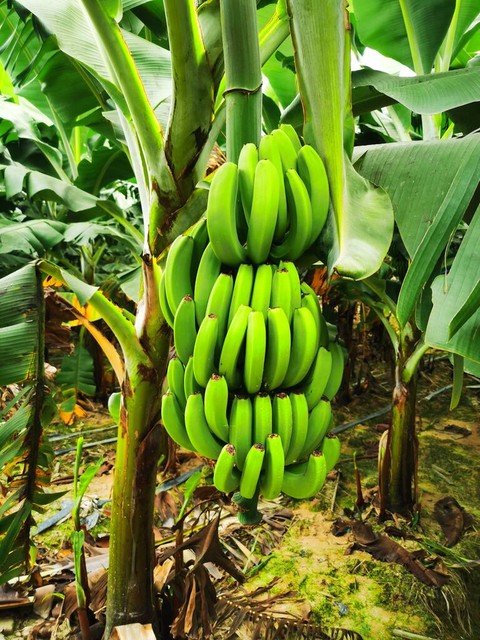 现在吃的香蕉是不是已经灭绝了,香蕉已经灭绝一次了还能吃吗