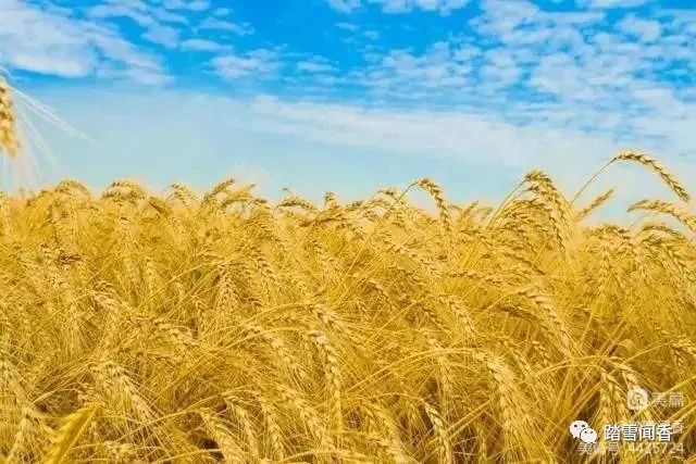 风吹麦浪电影,风吹麦浪经典散文