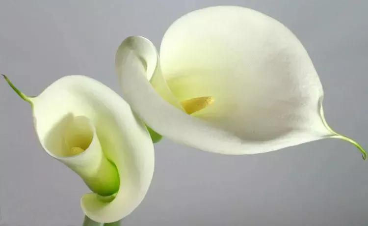 有一种花叫马蹄莲,如何认识马蹄莲