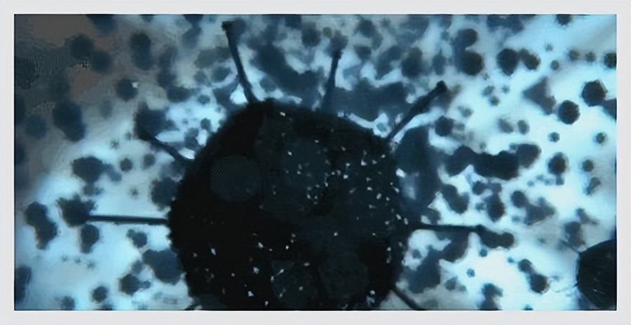 孙叔公的药对身体有伤害吗,孙叔公科普