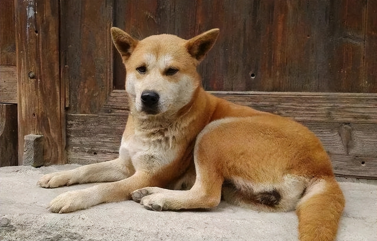 养狗首选这6种品种,养狗首选这8种猫不仅便宜还好养