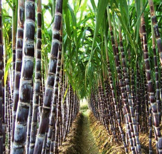 怎么种植甘蔗长得又粗又高又甜,甘蔗怎么种植能长得又粗又高又甜