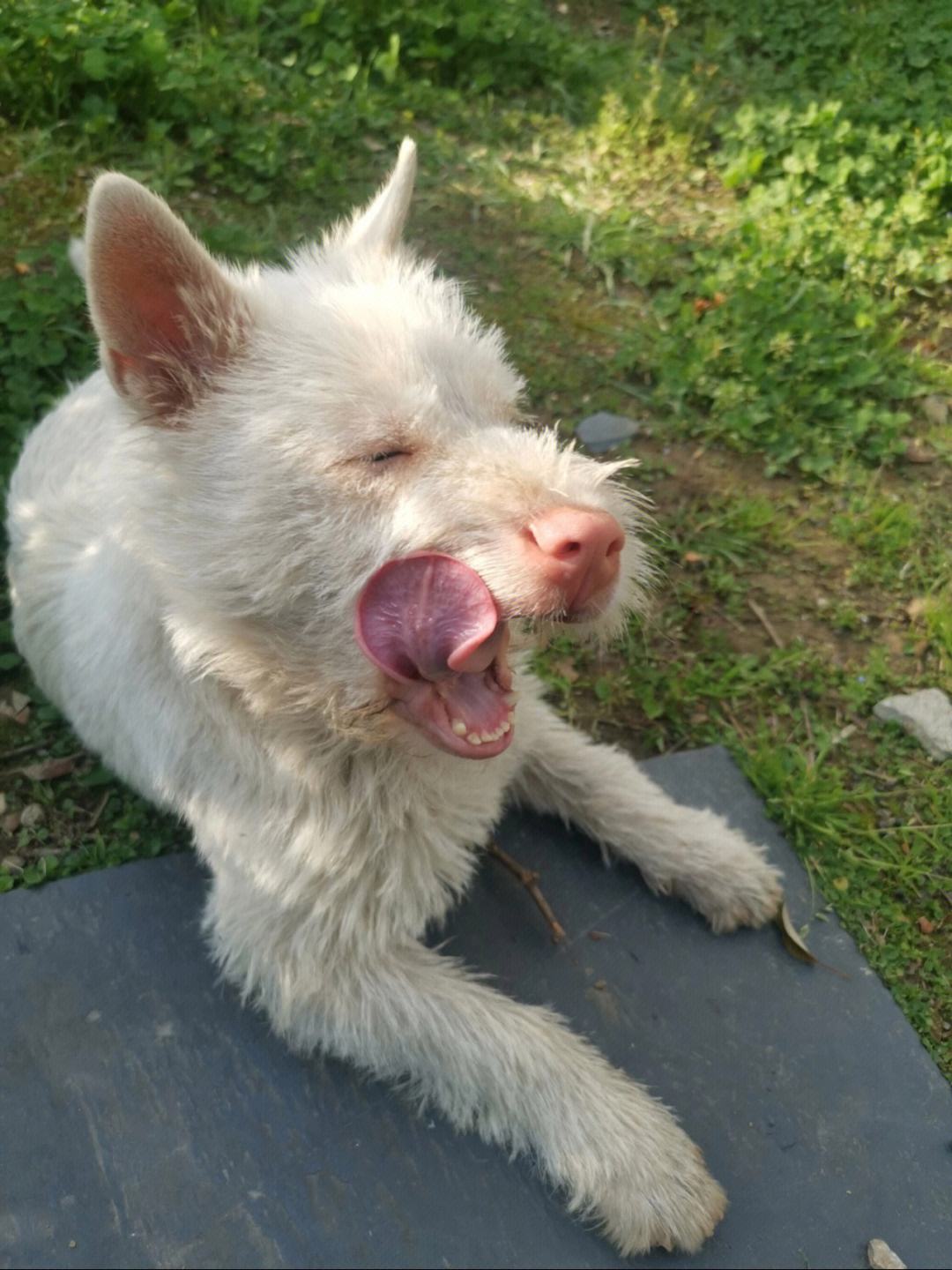 下司犬为什么不建议养,怎么养下司犬