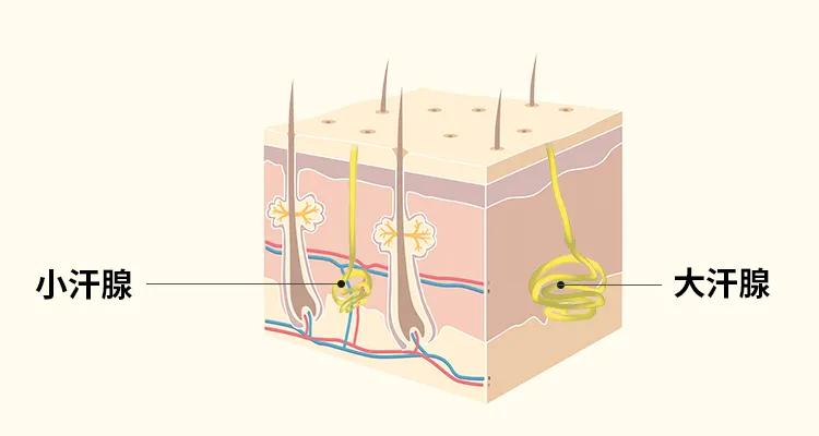 裸体的猿！人类褪去毛发为何没冻死？只留下*处私**头顶毛发有啥用？