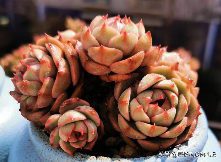 多肉苯巴蒂斯和吉娃娃哪个更好看,静夜多肉和苯巴蒂斯多肉的区别