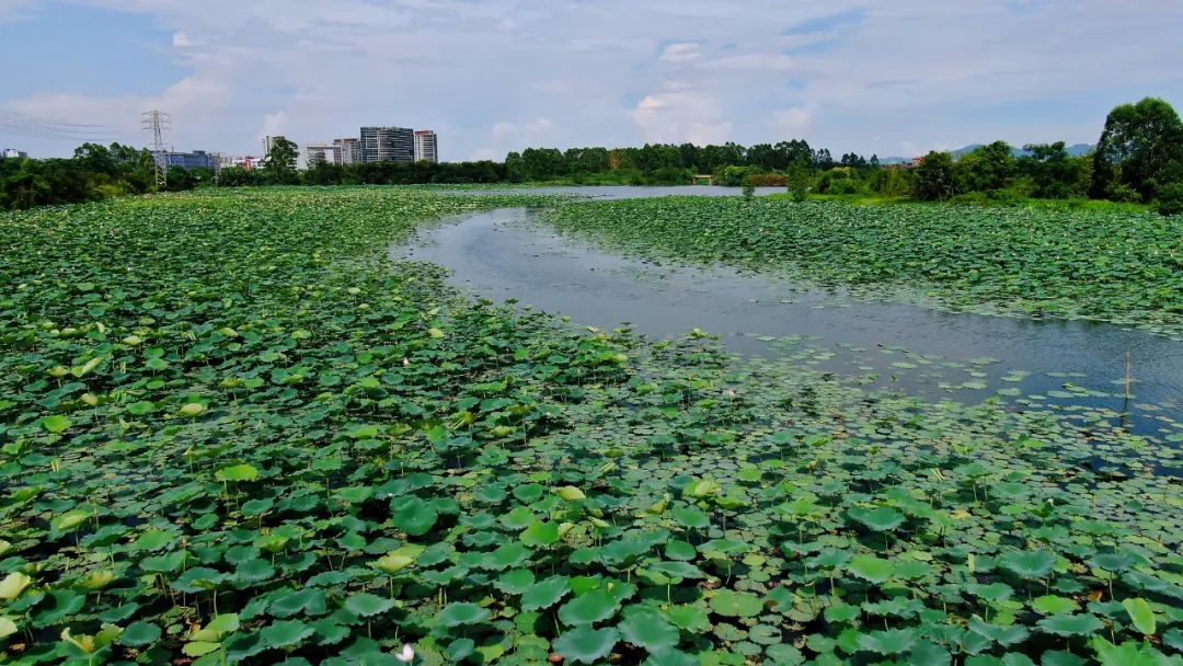鹤山古劳水乡自由行,鹤山自由行攻略