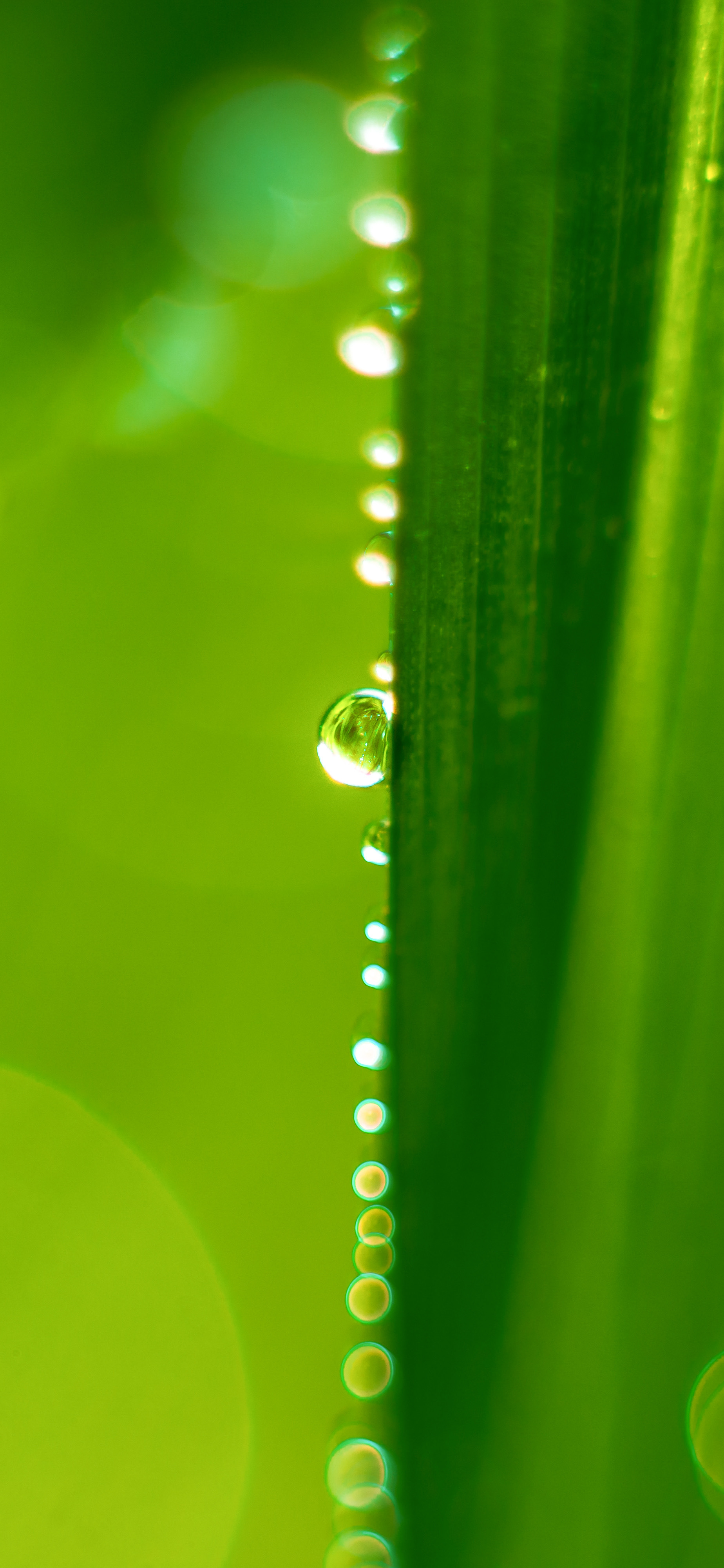 壁纸护眼好看的高清壁纸,华为壁纸绿色护眼图片大全高清