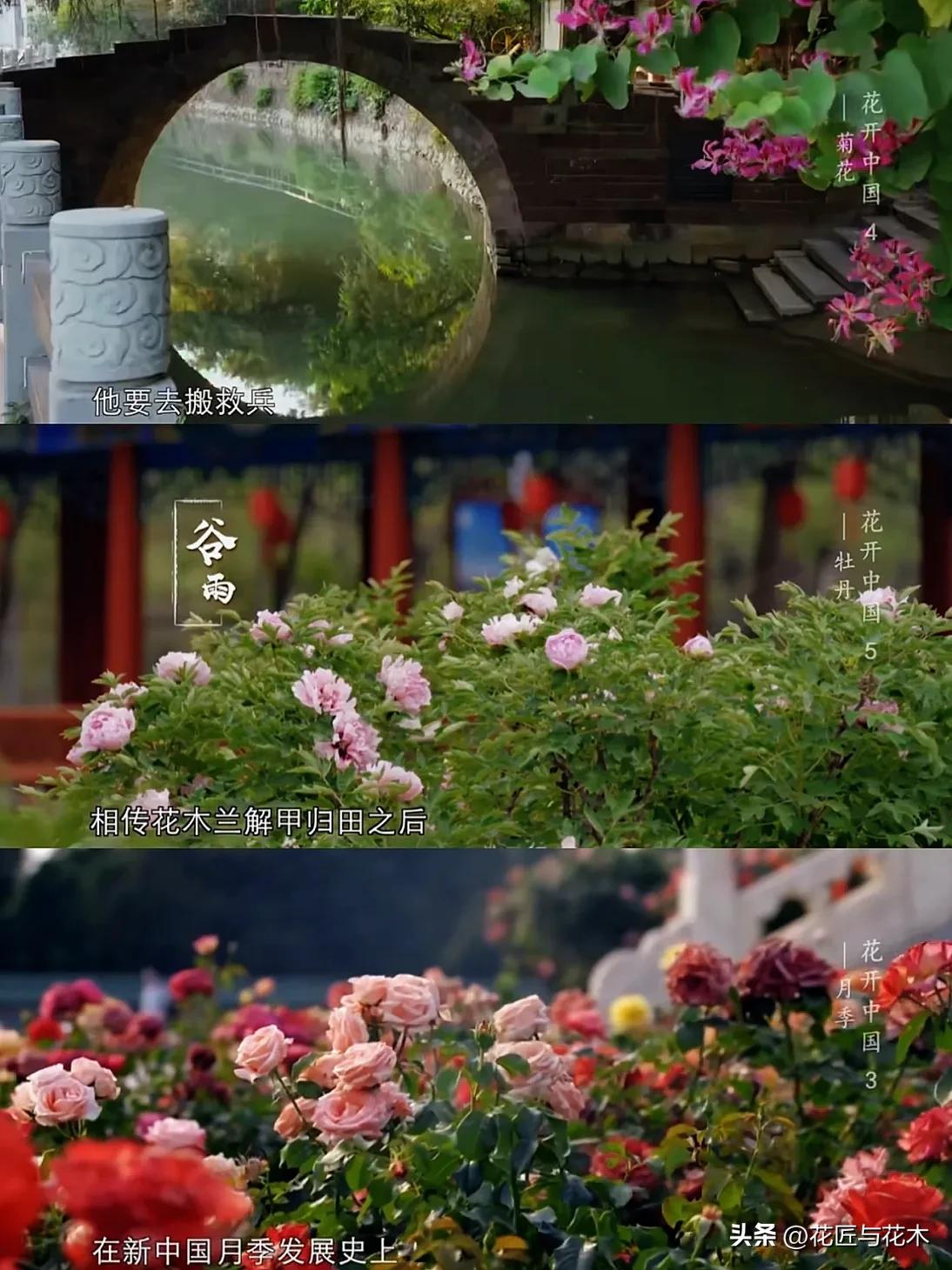 央视顶级纪录片｜万花之王，用一叶一瓣打开“世界”