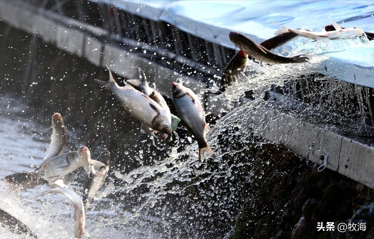 滇池蓝藻治理花费,官方回应滇池池水变绿蓝藻泛滥