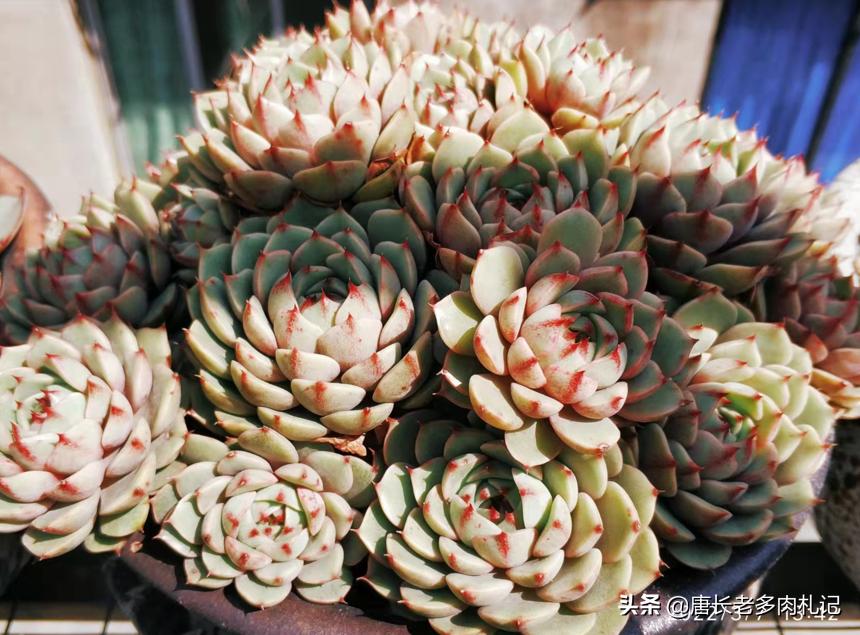 多肉苯巴蒂斯和吉娃娃哪个更好看,静夜多肉和苯巴蒂斯多肉的区别