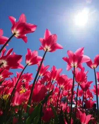 蓝天与花朵唯美图片,唯美阳光花朵图片