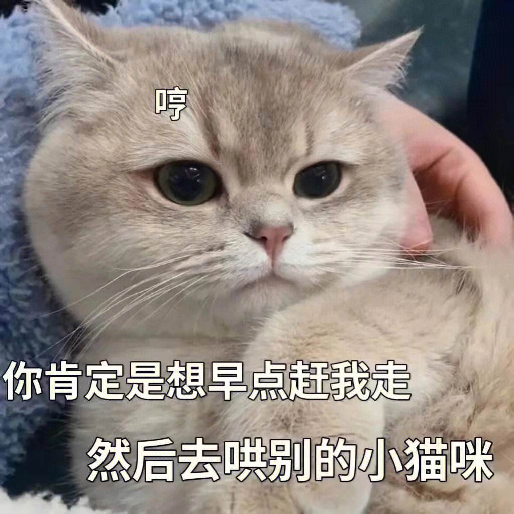 各种猫咪奇怪的睡姿图片大全,猫咪的不同睡姿代表着不同的性格